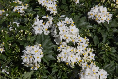 Gece Bitki beyaz yasemin çiçekleri 