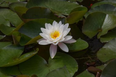 Bir gölet açık Çiçekli Beyaz Lotus çiçek 