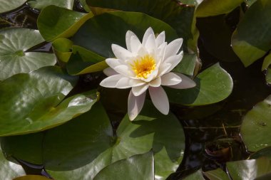 Bir gölet açık Çiçekli Beyaz Lotus çiçek 