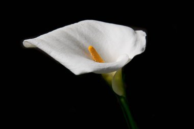 Bahçede şık bir beyaz çiçek Calla