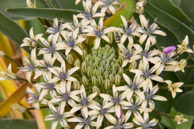 Scilla Perulu soğanlı bitki