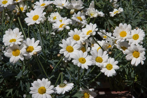 開花テラスヒナギクと鮮やかな色の苗 — ストック写真