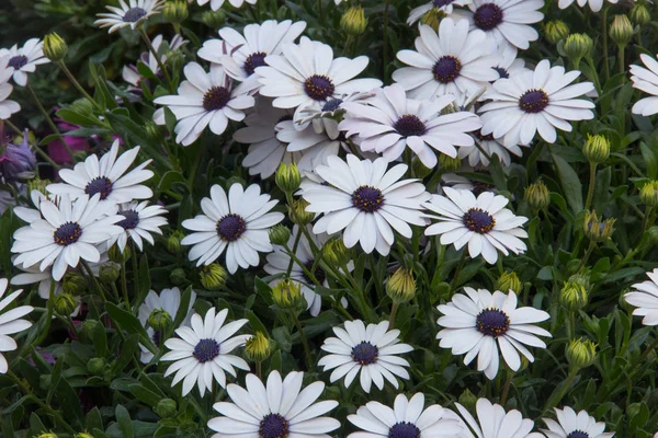 Plantor Blommade Terrace Prästkragar Och Levande Färg — Stockfoto