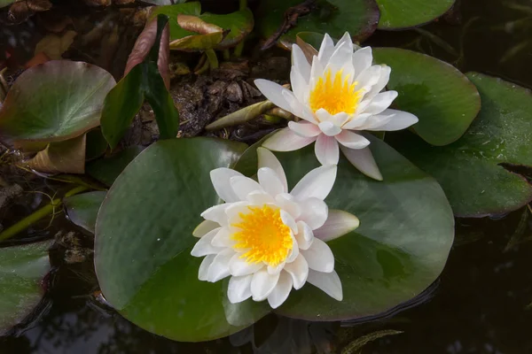 Bloeiende Witte Lotus Bloem Open Naar Een Vijver — Stockfoto
