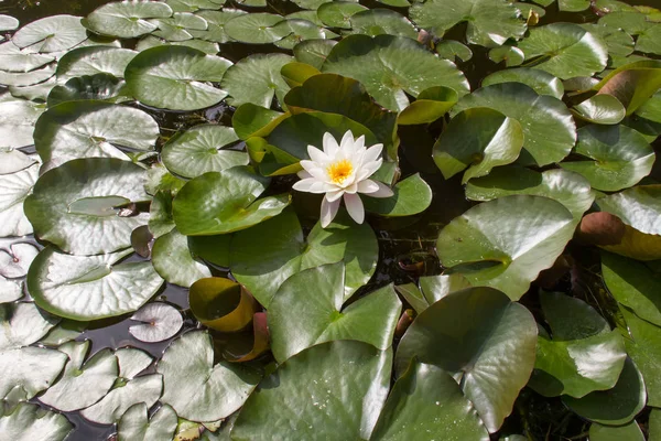 Blossomed White Lotus flower open to in a pond