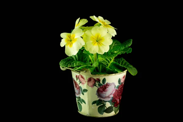 Vase Colored Primroses Blossomed Various Color — Stock Photo, Image