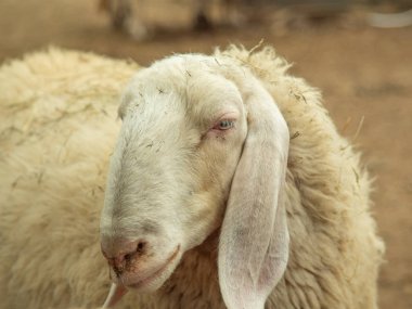 Açık Koyun Portresi 