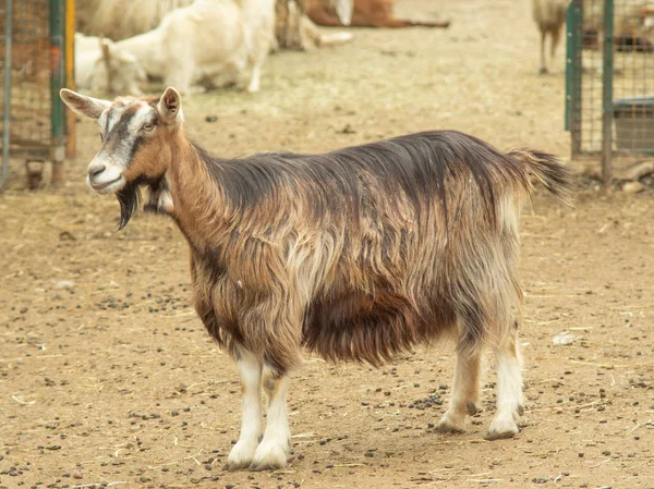 Portrait of a little goat on the farm — Stock Photo, Image