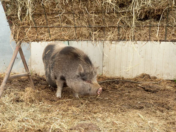 Vietnamese pig on the farm