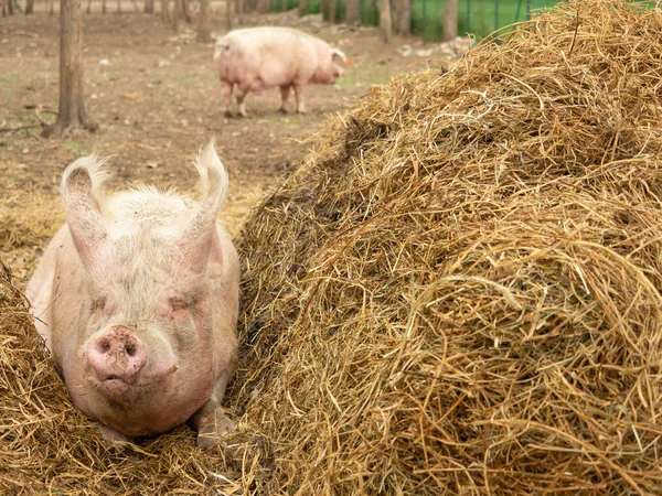 Çiftlikte büyük büyük domuz — Stok fotoğraf