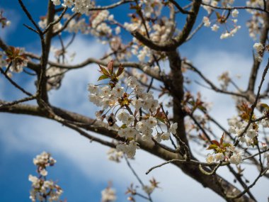 Çiçekkiraz Ağacı  