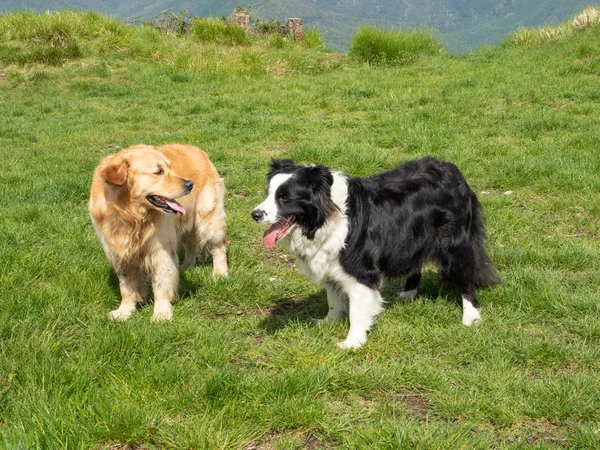 Dois cães ao ar livre em um prado verde — Fotografia de Stock