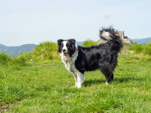 Retrato de Fronteira Collie ao ar livre — Fotografia de Stock