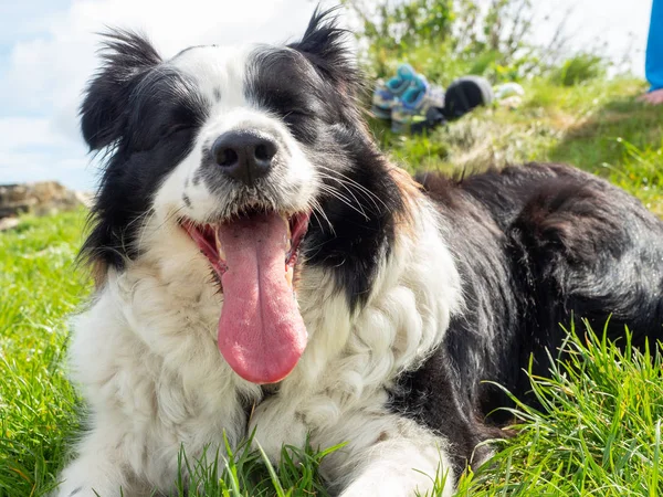 Retrato de Fronteira Collie ao ar livre — Fotografia de Stock