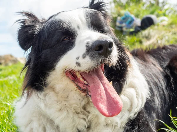 Retrato de Fronteira Collie ao ar livre — Fotografia de Stock