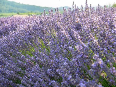 Lavanta çiçeğiçiçekli