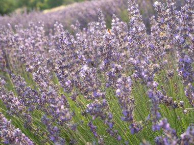 Lavanta çiçeğiçiçekli