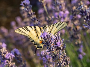 Lavanta çiçeğiçiçekli