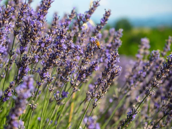 Fioritura del fiore di lavanda — Foto Stock