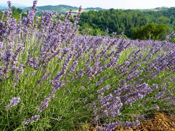 Flowering of the lavender flower — Stock Photo, Image