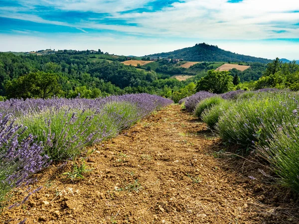 Fioritura del fiore di lavanda — Foto Stock