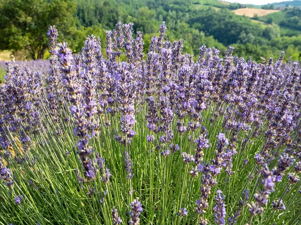 Fioritura del fiore di lavanda — Foto Stock