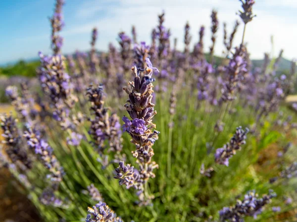 Fioritura del fiore di lavanda — Foto Stock