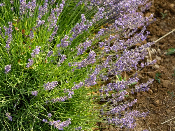 Flowering of the lavender flower — Stock Photo, Image