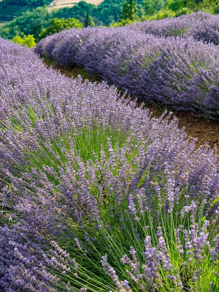 Blomning av lavendel blomma — Stockfoto