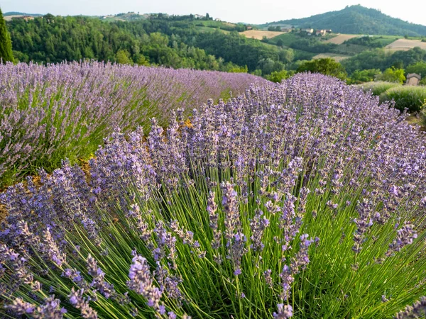 Flowering of the lavender flower — Stock Photo, Image