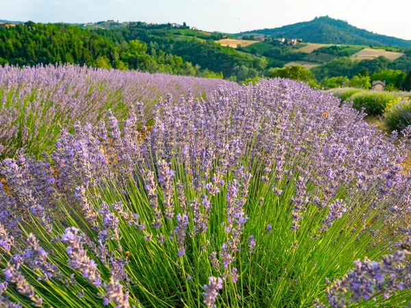 Flowering of the lavender flower — Stock Photo, Image