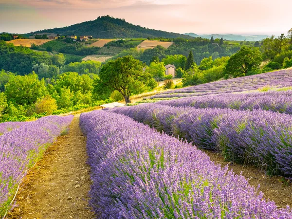 Fioritura del fiore di lavanda — Foto Stock