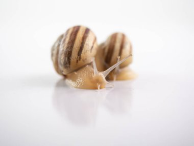 Beyaz arka plan üzerinde izole salyangozlar