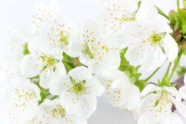 Beyaz arkaplanda beyaz çiçekli erik dalı