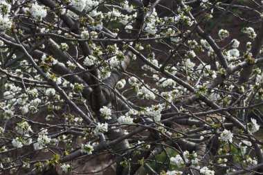 Açık kırsalda kiraz ağacının dalları çiçek açıyor.
