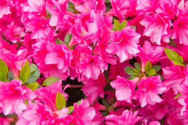 Büyük, pembe açelya bitkisi güneş tarafından aydınlatılır. 