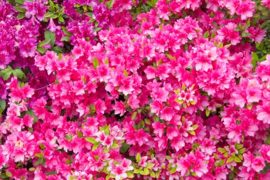 Büyük, pembe açelya bitkisi güneş tarafından aydınlatılır. 