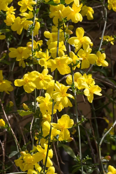 Çiçekli süpürge çalılığındaki sarı çiçek.