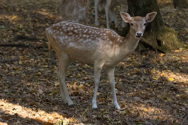 Young Fawn Forest Autumn Leaves — Stock Photo, Image