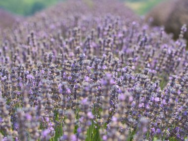 Çiçek lavanta bitkisi hasat ve işleme hazır.