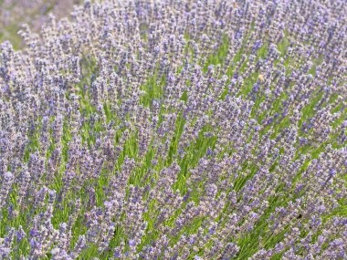 Çiçek lavanta bitkisi hasat ve işleme hazır.