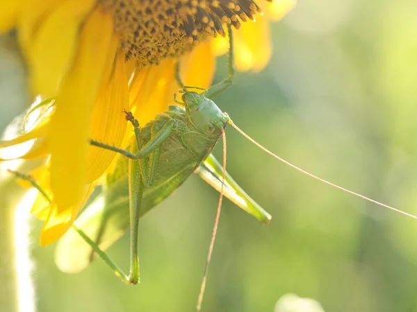 Grüne Heuschrecke Auf Einer Sonnenblumenblume — Stockfoto