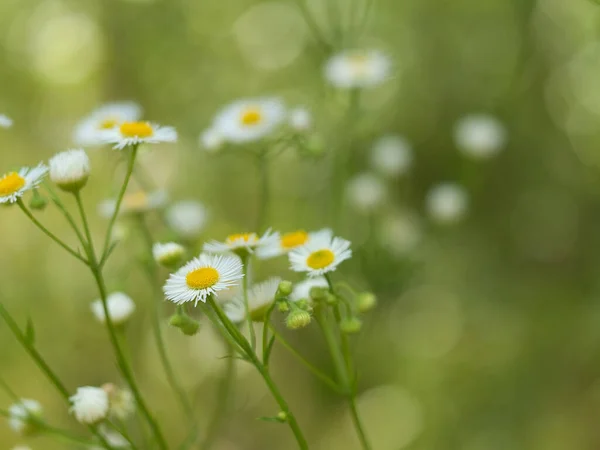 田舎の畑に長い茎を持つ繊細なデイジーの花 — ストック写真