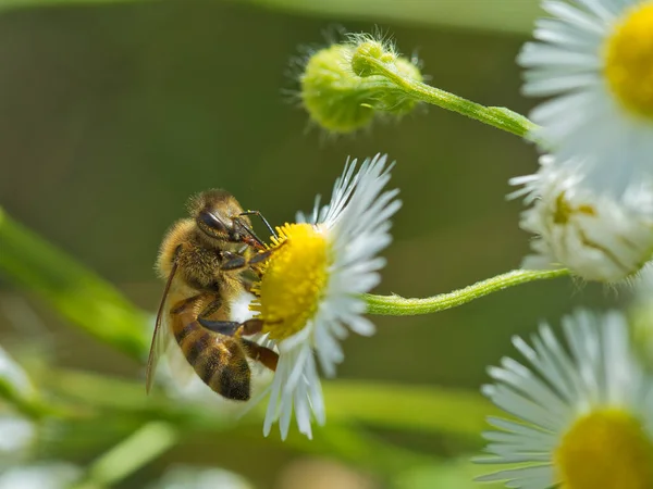 Seekor Lebah Atas Bunga Bunga Daisy Halus Dengan Batang Panjang Stok Gambar Bebas Royalti