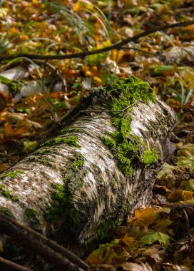 Sonbahar ormanında yosunla kaplanmış çürümüş bir kütük.