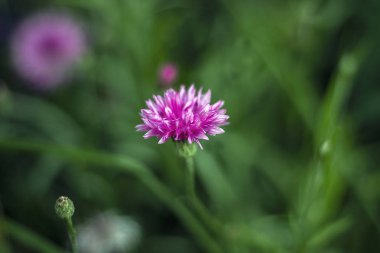 yaz bahçesinde bulanık arkaplanda mor çiçek