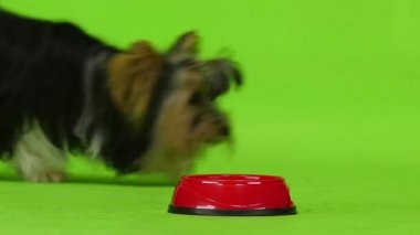 Köpek yeşil ekran yiyor