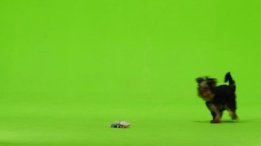 Köpek, oyuncağın peşinden koşuyor.