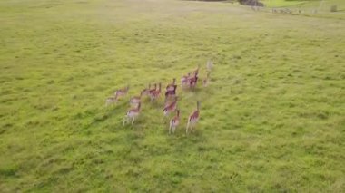 Bir grup geyik neşeyle koşup yetişiyor. 