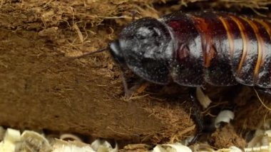 Madagaskar hamamböceği yerde sürünüyor.